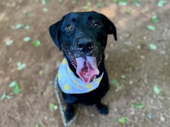 Labrador Retriever Dogs Available for Adoption in Charlotte, North Carolina - COSMO | PetCurious