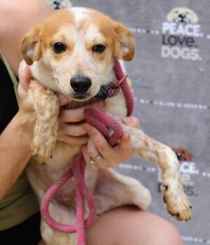 Rescue Australian Cattle Dog Blue Heeler Dogs for Adoption in Jacksonville, Texas - Lucky | PetCurious