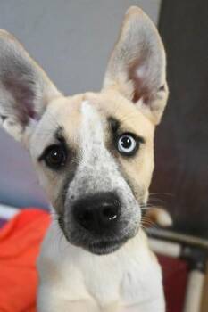 SHELBY -  Siberian Husky and Pit Bull Terrier Dog for Adoption in Sacramento, California - SHELBY | PetCurious