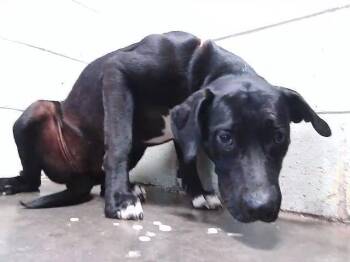 Pit Bull Terrier Dogs Available for Adoption in Tulsa, Oklahoma - MISS BLAQUE | PetCurious