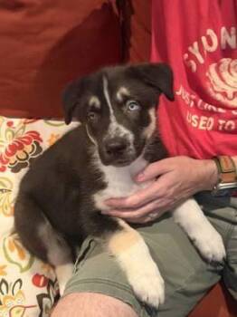 Patchouli -pink -  Mixed Breed Dog Available for Adoption in Chamblee, Georgia - Patchouli -pink | PetCurious