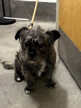 JOE -  Cairn Terrier and Mixed Breed Dog for Adoption - JOE | PetCurious