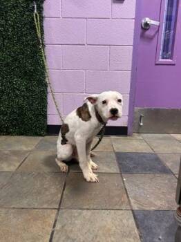 Mixed Breed Dogs Available for Adoption - 60153705 | PetCurious