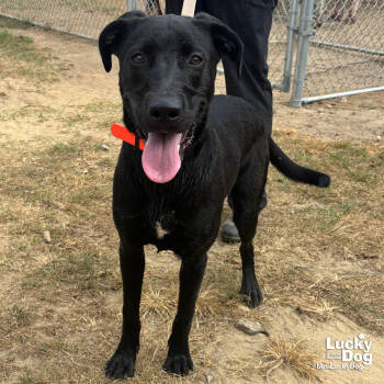 Rescue Labrador Retriever and Retriever Dogs for Adoption in Washington, District Of Columbia - Oaklyn | PetCurious