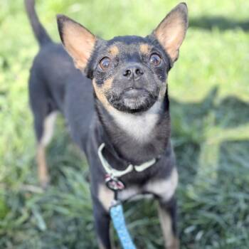 Scooby -  Mixed Breed Dog for Adoption in Medford, Oregon - Scooby | PetCurious