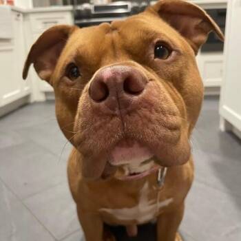 Bubba Boy the Best Guy -  Pit Bull Terrier and Staffordshire Bull Terrier Dog for Adoption in Friendswood, Texas - Bubba Boy The Best Guy | PetCurious