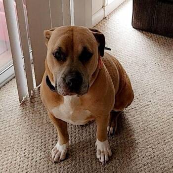 American Bulldog Dogs Available for Adoption in Roanoke, Virginia - Lola | PetCurious