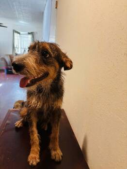 Sammy -  Schnauzer and Terrier Dog for Adoption in Joshua, Texas - Sammy | PetCurious