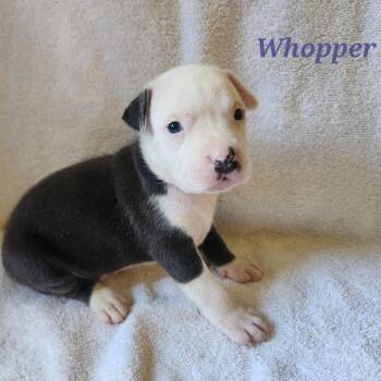 Whopper -  Mixed Breed Dog for Adoption in Englewood, Florida - Whopper | PetCurious