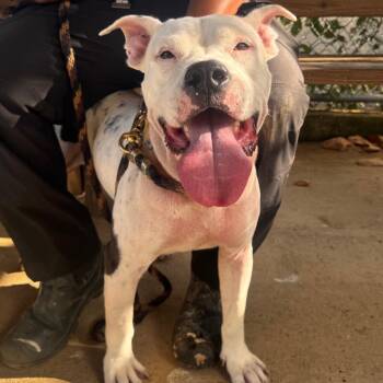 Solido -  Mixed Breed Dog for Adoption in Vieques, Vieques - Solido | PetCurious