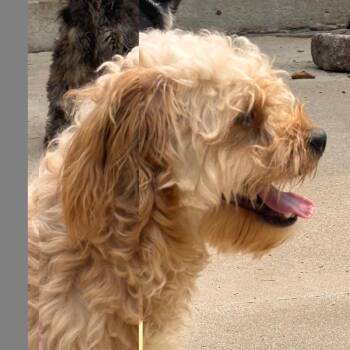 Clyde -  Bichon Frise and Mixed Breed Dog for Adoption in South Haven, Michigan - Clyde | PetCurious