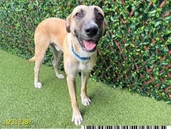Rescue Mixed Breed Dogs for Adoption in West Palm Beach, Florida - FORMAN | PetCurious