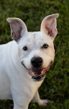 River (Adoption fee is sponsored) -  Pit Bull Terrier Dog for Adoption in Stafford, Virginia - River (Adoption Fee Is Sponsored) | PetCurious