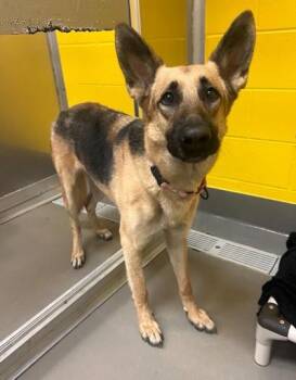 German Shepherd Dog and Mixed Breed Dogs Available for Adoption - Miko | PetCurious