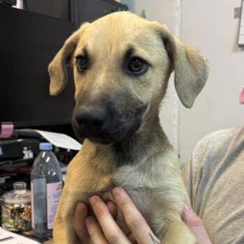 Phoebe -  Mixed Breed Dog for Adoption in Spokane, Washington - Phoebe | PetCurious