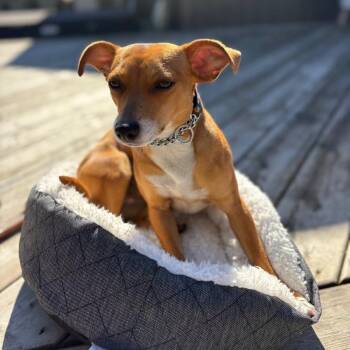 Dottie -  Chihuahua Dog for Adoption in Kitchener, Ontario - Dottie | PetCurious