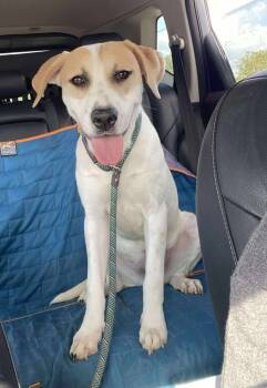 Rescue Hound Dogs for Adoption in Silsbee, Texas - Suki #BAC-A-139829 | PetCurious