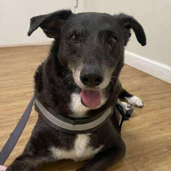 Retriever Dogs Available for Adoption - ELVIS - Needs Foster Or Adopter | PetCurious