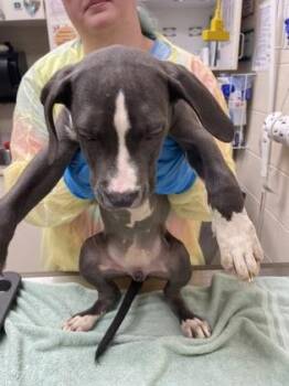 Holly -  Pit Bull Terrier and Mixed Breed Dog for Adoption in Westland, Michigan - Holly | PetCurious