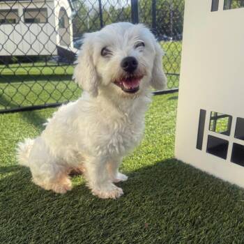Coton De Tulear Dogs Available for Adoption in Zionsville, Indiana - Sherri | PetCurious