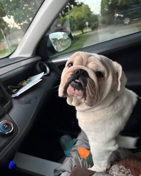 Angus -  American Bulldog Dog for Adoption in Brookshire, Texas - Angus | PetCurious