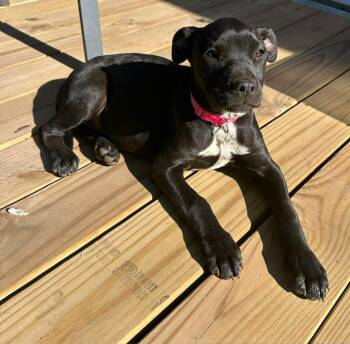 Black Labrador Retriever Dogs Available for Adoption in Sheboygan, Wisconsin - Chloe | PetCurious
