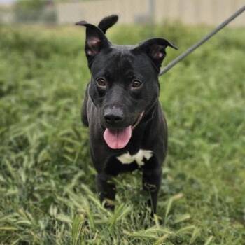 Rescue Pit Bull Terrier and Mixed Breed Dogs for Adoption in Modesto, California - BUDDY | PetCurious