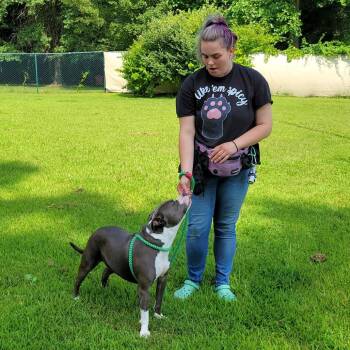 Pit Bull Terrier and Mixed Breed Dogs Available for Adoption in Michigan City, Indiana - Pearl | PetCurious