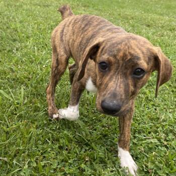 Peach -  Mixed Breed Dog Available for Adoption in Fletcher, North Carolina - Peach | PetCurious
