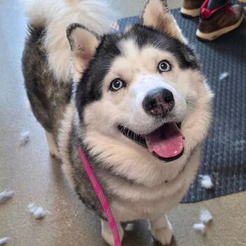 Shiloh -  Siberian Husky Dog for Adoption in Council Bluffs, Iowa - Shiloh | PetCurious