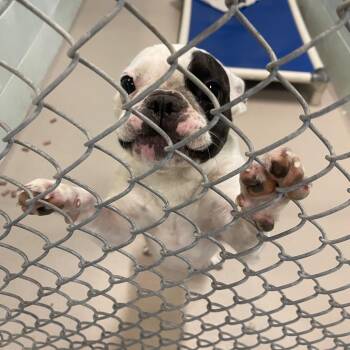 Tootsie Roll -  French Bulldog and Mixed Breed Dog for Adoption in Newark, New Jersey - Tootsie Roll | PetCurious
