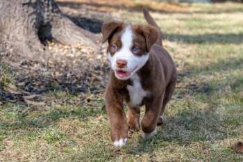 Mixed Breed Dogs Available for Adoption - Shimmer | PetCurious