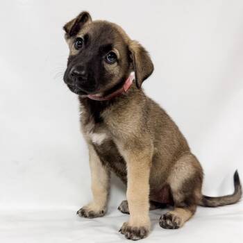 968 (2026) -  Anatolian Shepherd and Mixed Breed Dog for Adoption in Parker, Colorado - 968 (2026) | PetCurious