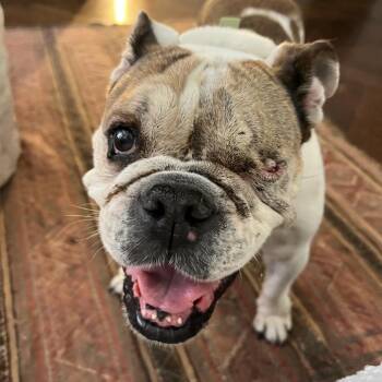 English Bulldog Dogs Available for Adoption in New York, New York - Ruth | PetCurious