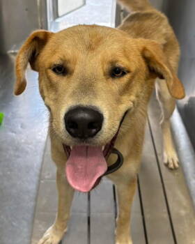 Rescue Shepherd and Labrador Retriever Dogs for Adoption in Rustburg, Virginia - George: At Shelter Available 9/22 | PetCurious