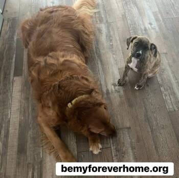 Rescue Beagle Dogs for Adoption in Plano, Texas - Copper | PetCurious