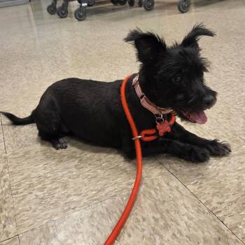 Penelope 54015 -  Terrier Dog for Adoption in Las Vegas, Nevada - Penelope 54015 | PetCurious