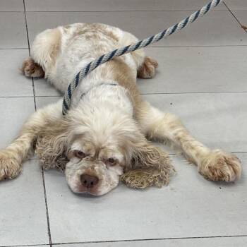 Angelica -  Cocker Spaniel Dog for Adoption in Sunrise, Florida - Angelica | PetCurious