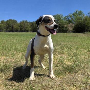 Bluetick Coonhound Dogs Available for Adoption in Shelby, North Carolina - Demo | PetCurious