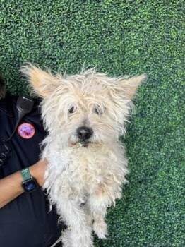 61683137 -  Terrier and Mixed Breed Dog for Adoption in El Paso, Texas - 61683137 | PetCurious