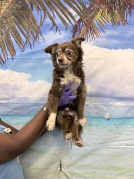 COQUITO -  Chihuahua Dog for Adoption in Doral, Florida - COQUITO | PetCurious