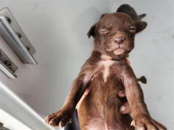 Staffordshire Bull Terrier and Mixed Breed Dogs Available for Adoption - A650845 | PetCurious