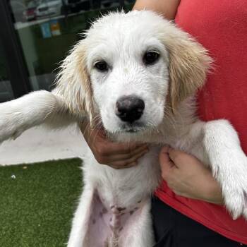 Mixed Breed Dogs Available for Adoption in Leander, Texas - Maverick | PetCurious