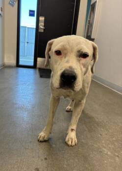 Marceline -  Pit Bull Terrier and Mixed Breed Dog for Adoption in Fresno, California - Marceline | PetCurious