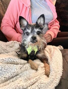 Pepe -  Yorkshire Terrier and Chihuahua Dog for Adoption in South Lyon, Michigan - Pepe | PetCurious