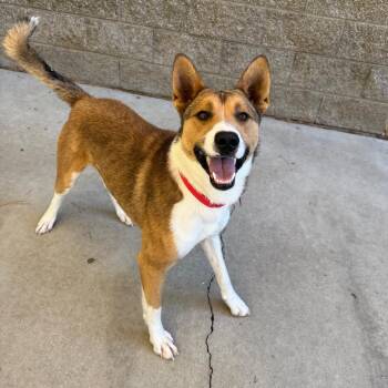Rusty -  Mixed Breed Dog for Adoption in Durango, Colorado - Rusty | PetCurious