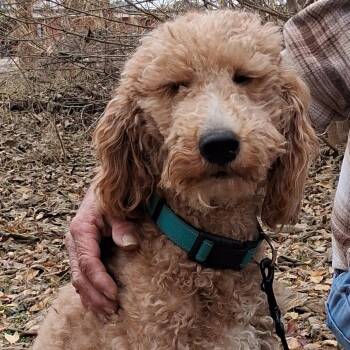 Rescue Goldendoodle Dogs for Adoption in Yukon, Oklahoma - Ollie | PetCurious