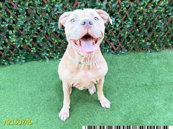 MAGGIE -  Mixed Breed Dog for Adoption in West Palm Beach, Florida - MAGGIE | PetCurious