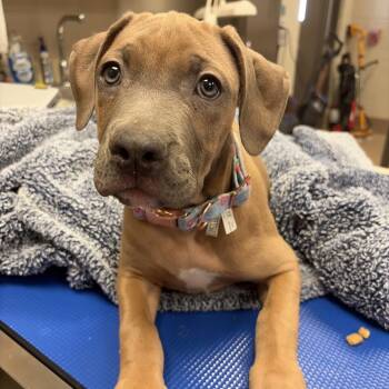 Caramel -  Mastiff and Pit Bull Terrier Dog for Adoption in Hinesville, Georgia - Caramel | PetCurious