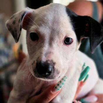 Kahlua -  Miniature Dachshund Dog for Adoption in Cartersville, Georgia - Kahlua | PetCurious